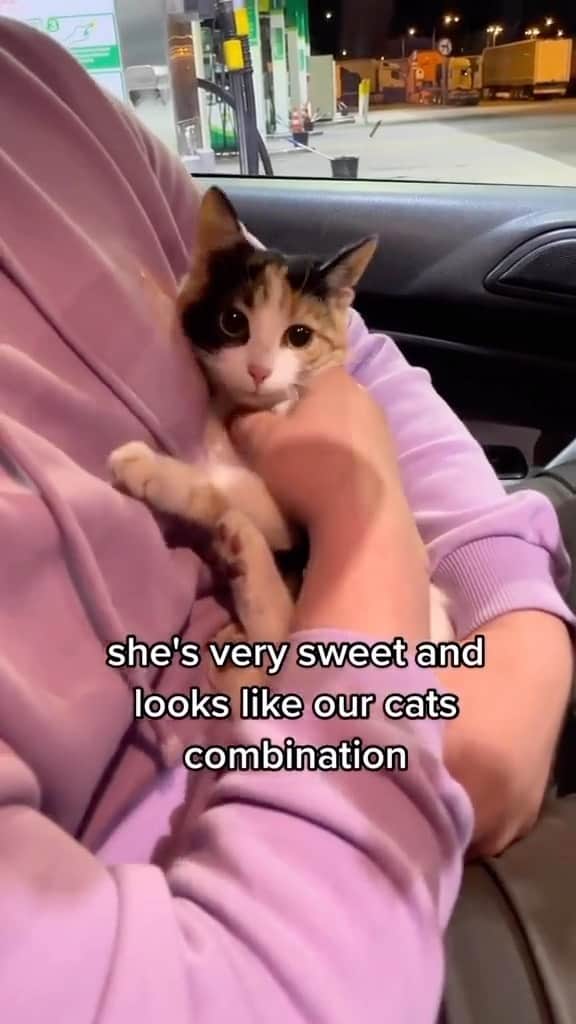 Cute Pets Dogs Catsのインスタグラム：「The moment she realised she found her owners 🥺🥰💗😻😻  Credit: awesome kluska_fibi_and_bipi (TikTok) Check them out ☺️  ** For all crediting issues and removals pls 𝐄𝐦𝐚𝐢𝐥 𝐮𝐬 ☺️  𝐍𝐨𝐭𝐞: we don’t own this video/pics, all rights go to their respective owners. If owner is not provided, tagged (meaning we couldn’t find who is the owner), 𝐩𝐥𝐬 𝐄𝐦𝐚𝐢𝐥 𝐮𝐬 with 𝐬𝐮𝐛𝐣𝐞𝐜𝐭 “𝐂𝐫𝐞𝐝𝐢𝐭 𝐈𝐬𝐬𝐮𝐞𝐬” and 𝐨𝐰𝐧𝐞𝐫 𝐰𝐢𝐥𝐥 𝐛𝐞 𝐭𝐚𝐠𝐠𝐞𝐝 𝐬𝐡𝐨𝐫𝐭𝐥𝐲 𝐚𝐟𝐭𝐞𝐫.  We have been building this community for over 6 years, but 𝐞𝐯𝐞𝐫𝐲 𝐫𝐞𝐩𝐨𝐫𝐭 𝐜𝐨𝐮𝐥𝐝 𝐠𝐞𝐭 𝐨𝐮𝐫 𝐩𝐚𝐠𝐞 𝐝𝐞𝐥𝐞𝐭𝐞𝐝, pls email us first. **  #sleepingkitty #instakitties #kittycuddles  #catladylife #catsareawesome  #catsareawesome #catsarelife #kittenlovers」