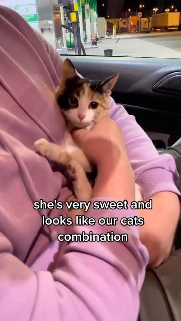 のインスタグラム：「The moment she realised she found her owners 🥺🥰💗😻😻  Credit: awesome kluska_fibi_and_bipi (TikTok) Check them out ☺️  ** For all crediting issues and removals pls 𝐄𝐦𝐚𝐢𝐥 𝐮𝐬 ☺️  𝐍𝐨𝐭𝐞: we don’t own this video/pics, all rights go to their respective owners. If owner is not provided, tagged (meaning we couldn’t find who is the owner), 𝐩𝐥𝐬 𝐄𝐦𝐚𝐢𝐥 𝐮𝐬 with 𝐬𝐮𝐛𝐣𝐞𝐜𝐭 “𝐂𝐫𝐞𝐝𝐢𝐭 𝐈𝐬𝐬𝐮𝐞𝐬” and 𝐨𝐰𝐧𝐞𝐫 𝐰𝐢𝐥𝐥 𝐛𝐞 𝐭𝐚𝐠𝐠𝐞𝐝 𝐬𝐡𝐨𝐫𝐭𝐥𝐲 𝐚𝐟𝐭𝐞𝐫.  We have been building this community for over 6 years, but 𝐞𝐯𝐞𝐫𝐲 𝐫𝐞𝐩𝐨𝐫𝐭 𝐜𝐨𝐮𝐥𝐝 𝐠𝐞𝐭 𝐨𝐮𝐫 𝐩𝐚𝐠𝐞 𝐝𝐞𝐥𝐞𝐭𝐞𝐝, pls email us first. **  #sleepingkitty #instakitties #kittycuddles  #catladylife #catsareawesome  #catsareawesome #catsarelife #kittenlovers」