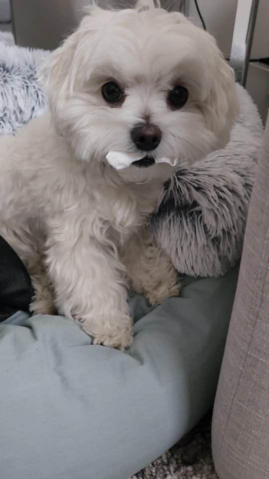 Toby LittleDudeのインスタグラム：「Nothing to see here... 🧻  #theothemaltese #maltese #puppy #dogsofinstagram #cutedog #dogs #toiletpaper #naughtydog #doglovers #funny #puppiesofinstagram」