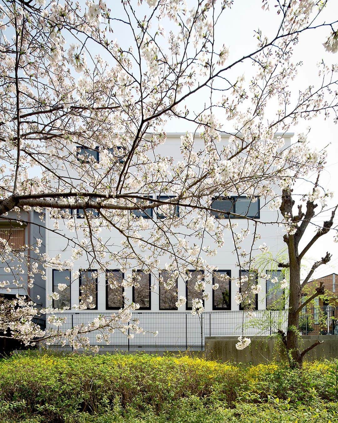 ラブデザインホームズさんのインスタグラム写真 - (ラブデザインホームズInstagram)「【チェリーブロッサムハウス】 「桜並木の景色を取り込む連続配置した窓」遊歩道と平行に配置されたＬＤＫには桜並木側に対して、壁面のすべてに開口部をとる事で、桜のある風景を内部に絵画的に取り込めるように計画した。 #ldhomes #ラブデザインホームズ #architecture #residence #house #facade #建築 #建築家 #設計事務所 #建築事務所 #住宅 #注文住宅 #デザイン住宅 #新築 #新築一戸建て#家 #家づくり #マイホーム #キッチン #ダイニング #リビング #LDK #外構 #外構デザイン #住宅外観 #外観 #チェリーブロッサムハウス」3月19日 7時31分 - ldhomes_official