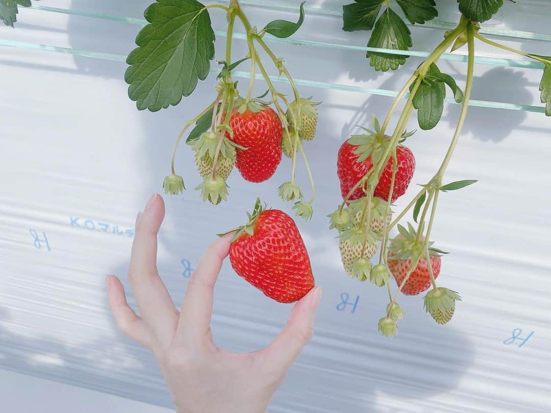 秋波愛のインスタグラム：「✿.*  🍓ストロベリーノ下田( @strawberrieno )🍓  みてくれ、この大きさを😳💭  品種はあいちんが好きなゆめのかでした🍓  こんな大きいのにちゃんと甘くて 本当に美味しかったなぁ😌💓  また行きたい！誰か行こ🥺💕笑  #ストロベリーノ下田 #いちご狩り  #愛知いちご狩り #名古屋いちご狩り」
