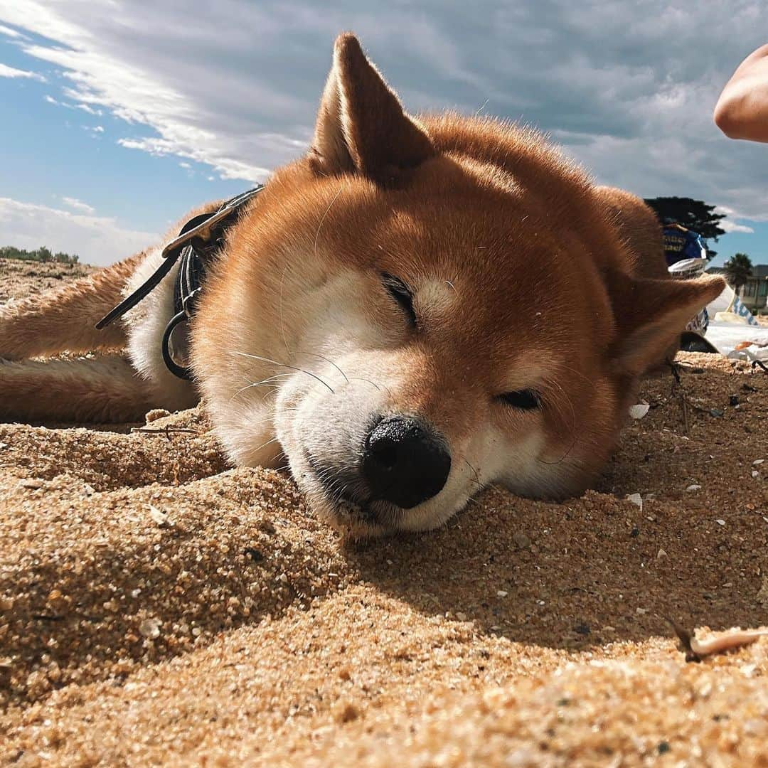 Shibainu Pontaさんのインスタグラム写真 - (Shibainu PontaInstagram)「秋になったと思ったけど夏の天気になった一日✨  #メルボルン #柴犬 #柴犬のいる暮らし」3月19日 8時49分 - pontasyk