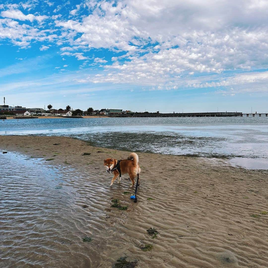 Shibainu Pontaさんのインスタグラム写真 - (Shibainu PontaInstagram)「秋になったと思ったけど夏の天気になった一日✨  #メルボルン #柴犬 #柴犬のいる暮らし」3月19日 8時49分 - pontasyk