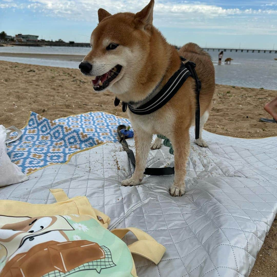 Shibainu Pontaさんのインスタグラム写真 - (Shibainu PontaInstagram)「秋になったと思ったけど夏の天気になった一日✨  #メルボルン #柴犬 #柴犬のいる暮らし」3月19日 8時49分 - pontasyk