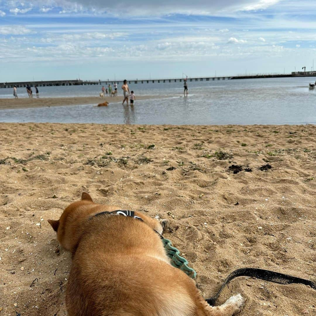 Shibainu Pontaさんのインスタグラム写真 - (Shibainu PontaInstagram)「秋になったと思ったけど夏の天気になった一日✨  #メルボルン #柴犬 #柴犬のいる暮らし」3月19日 8時49分 - pontasyk