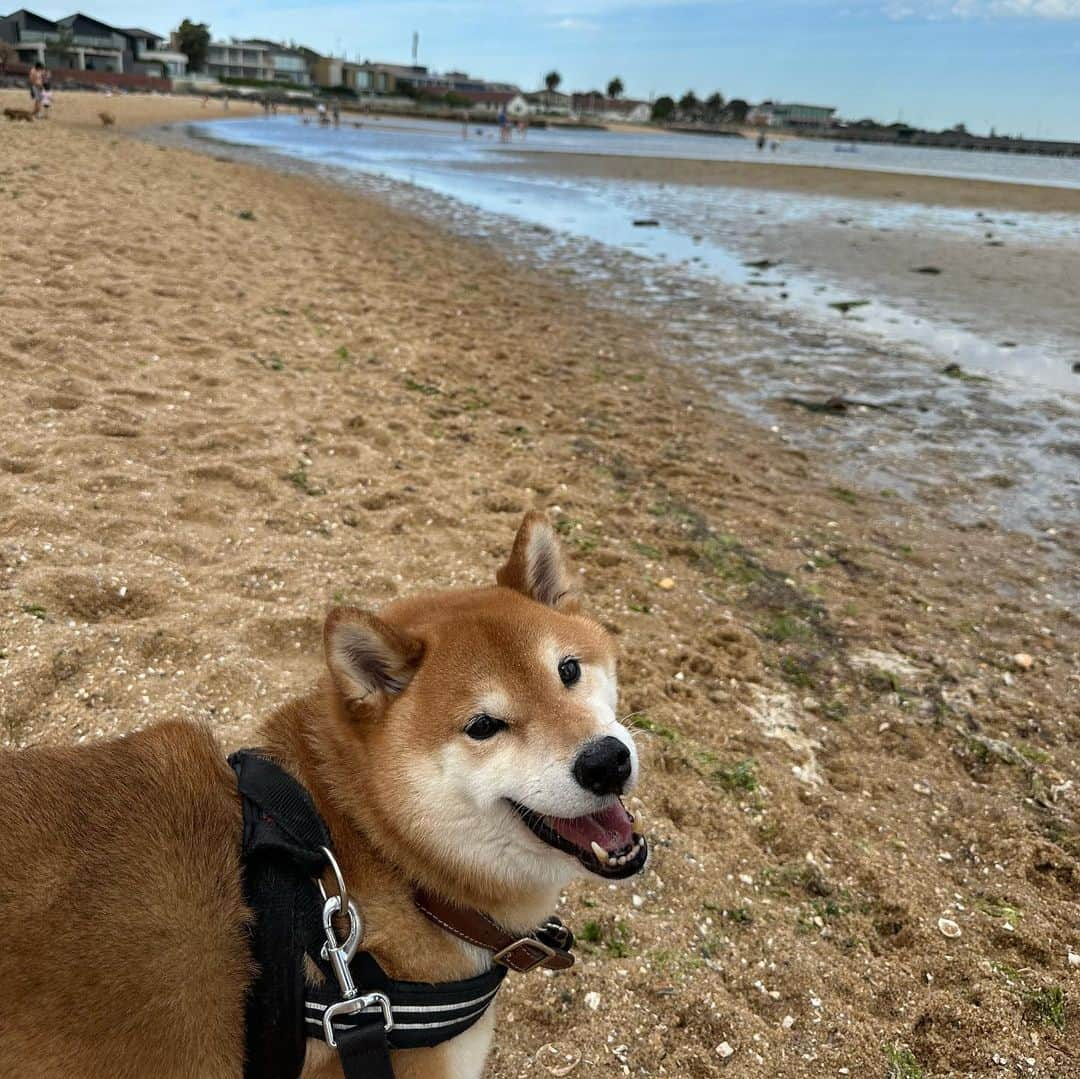 Shibainu Pontaさんのインスタグラム写真 - (Shibainu PontaInstagram)「秋になったと思ったけど夏の天気になった一日✨  #メルボルン #柴犬 #柴犬のいる暮らし」3月19日 8時49分 - pontasyk