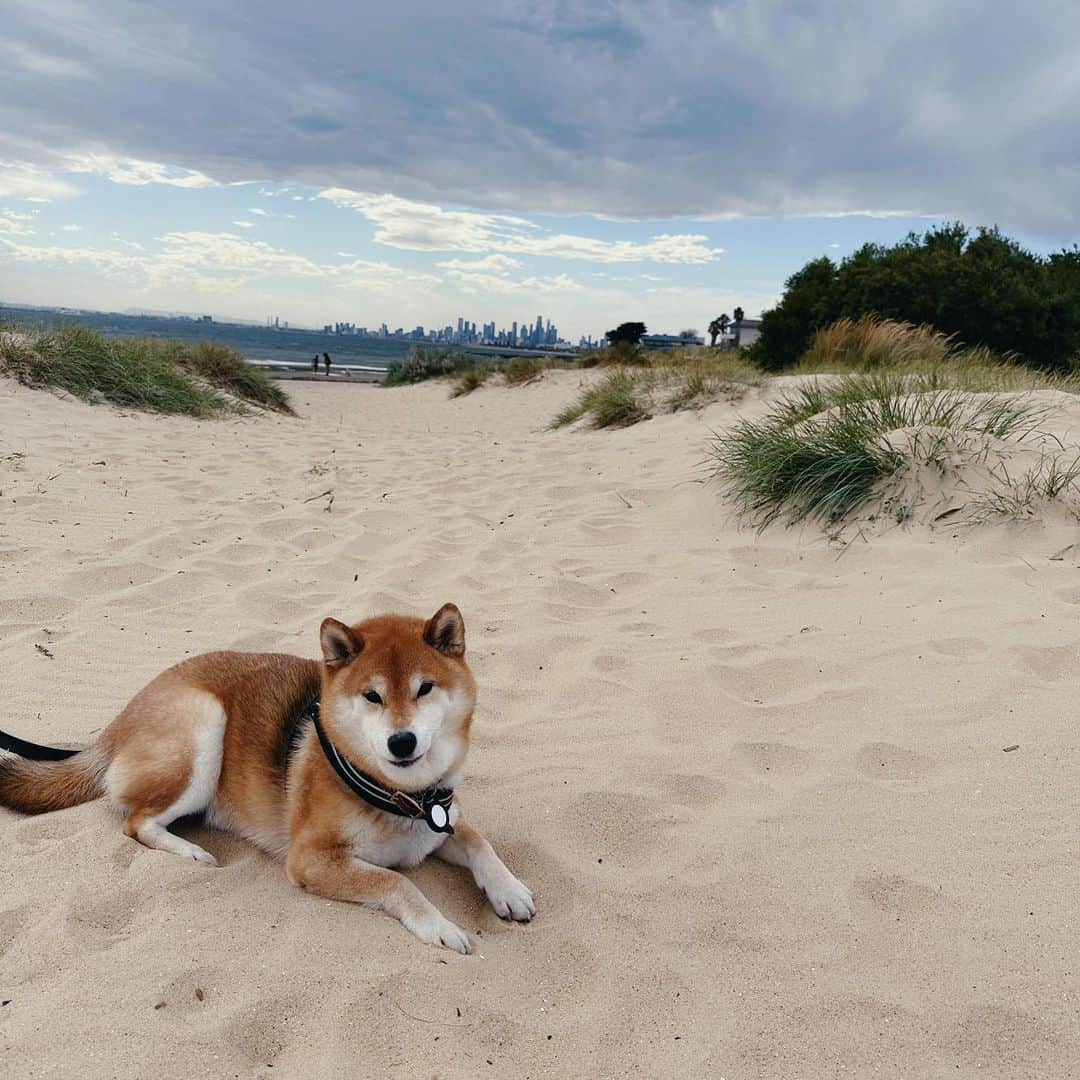 Shibainu Pontaさんのインスタグラム写真 - (Shibainu PontaInstagram)「秋になったと思ったけど夏の天気になった一日✨  #メルボルン #柴犬 #柴犬のいる暮らし」3月19日 8時49分 - pontasyk