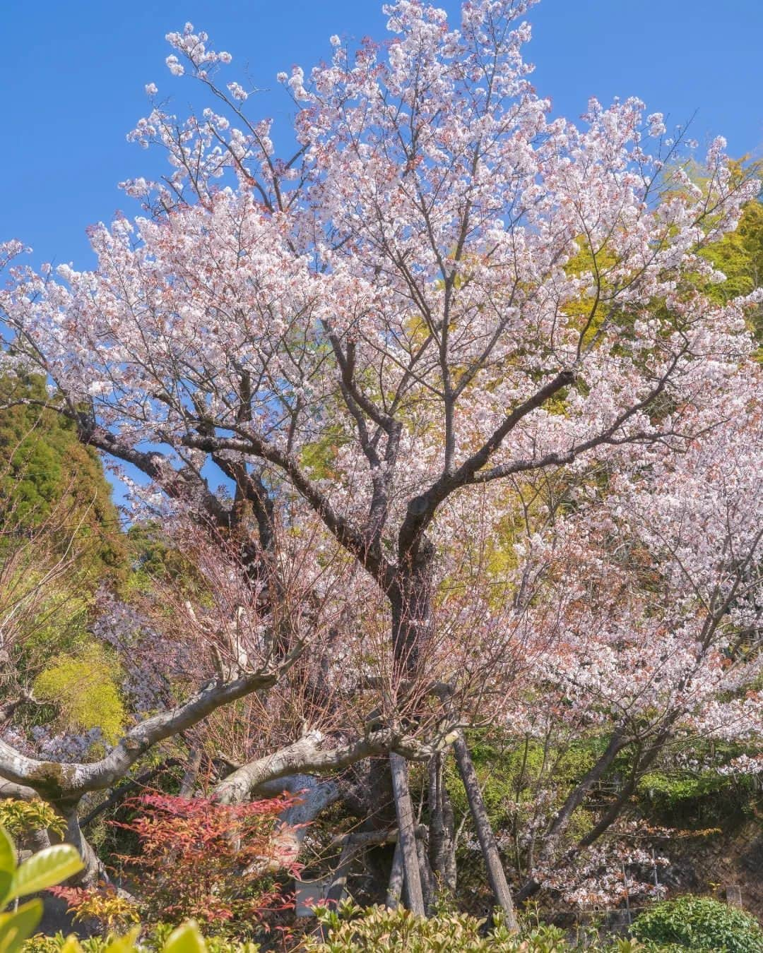 鹿児島よかもん再発見のインスタグラム