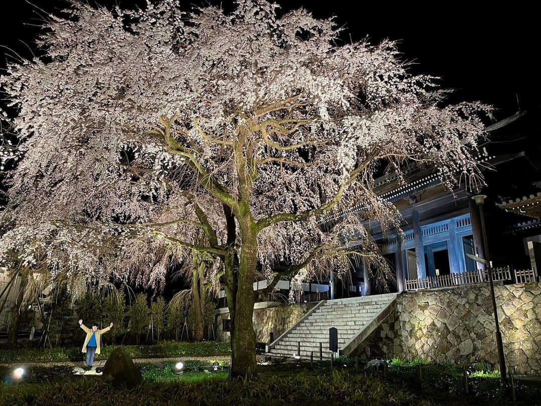 依田司さんのインスタグラム写真 - (依田司Instagram)「3月18日（土） 昨夜のサタデーステーションは、東京府中市の東郷寺から。黒澤明監督の映画「羅生門」のモデルになった山門があり、今の時期、手前の山道を彩っているのが5本のしだれ桜。樹齢70年以上、高さ10mを超える大きさに圧倒されます。日当たりによって先進みに差があるため、同時に満開になるタイミングは年に数日しかないそう。そんな特別なタイミングの夜になりました。 20年ほどテレビの露出は控えていたそうですが、今回ご快諾いただきました。感謝しかありません。  #東郷寺 #しだれ桜 #ケントアベニュー南町田 #依田さん #依田司 #お天気検定 #テレビ朝日 #グッドモーニング #サタデーステーション #気象予報士 #お天気キャスター #森林インストラクター #グリーンセイバーアドバンス #プロジェクトワイルド #IPCC伝導者 #japan #japantrip #japantravel #unknownjapan #japanAdvenそture #japanlife #lifeinjapan #instagramjapan #instajapan #療癒 #ilovejapan #weather #weathercaster #weatherforecast」3月19日 9時04分 - tsukasa_yoda