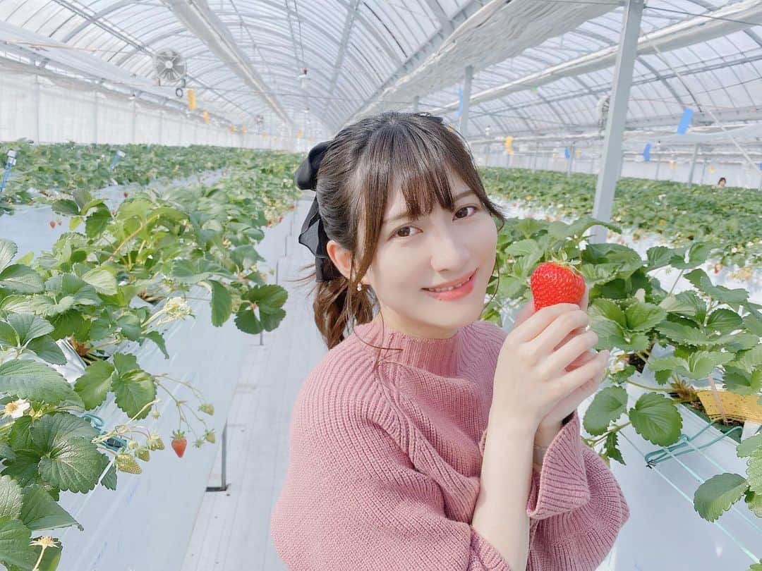 秋波愛さんのインスタグラム写真 - (秋波愛Instagram)「✿.*  おはようございます🧸💓  お休みの日は何して過ごしてる？😌💭  #ストロベリーノ下田 #いちご狩り  #いちご狩りコーデ #ポニーテール  #strawberryhunting #strawberry #🍓  #ponytail #japanesegirl #kawaii #cute」3月19日 9時11分 - akinamiai