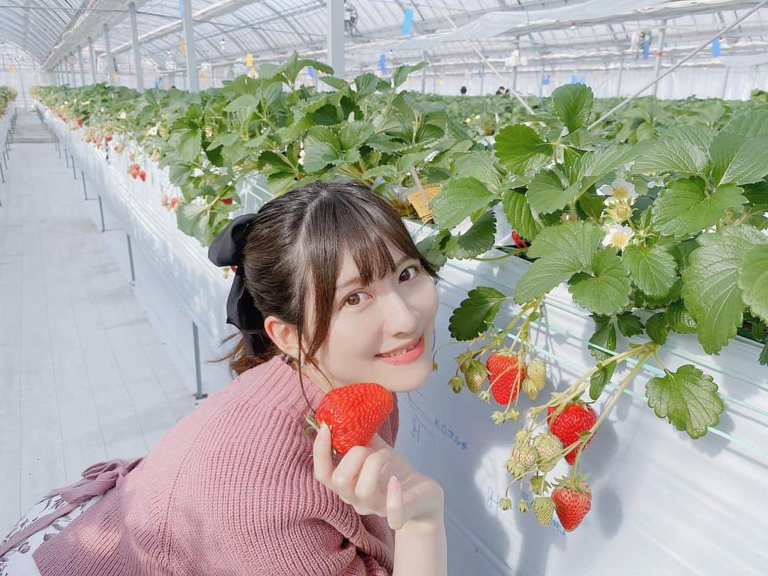 秋波愛のインスタグラム：「✿.*  おはようございます🧸💓  お休みの日は何して過ごしてる？😌💭  #ストロベリーノ下田 #いちご狩り  #いちご狩りコーデ #ポニーテール  #strawberryhunting #strawberry #🍓  #ponytail #japanesegirl #kawaii #cute」