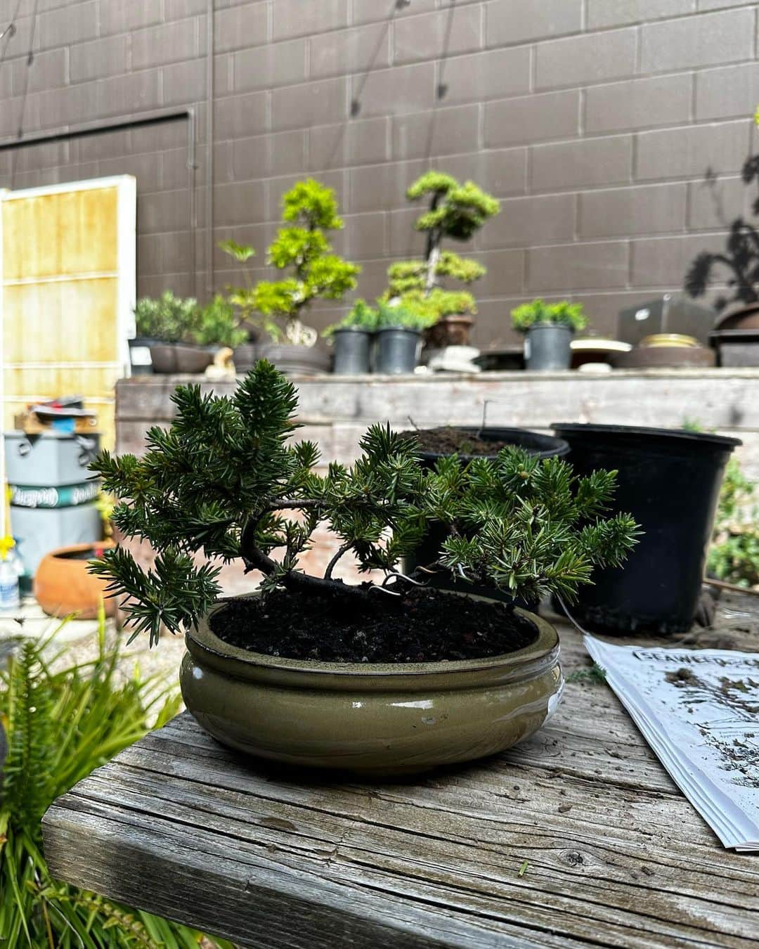 白雪のインスタグラム：「Bonsai workshop!!🪴  It was super fun! I learned a lot of new things and highly recommend this workshop.   It’s perfect for a new experience☺️  初めての盆栽ワークショップ！参加して本当に良かった！カリフォルニアで育てるのにはやはり現地のプロに学ぶのが良いですね！😆✂️   盆栽選びから始まって、一から自分でデザインしながらやれたのが凄く楽しかった✨今日学んだことをもとに大事に育てます。  また経過報告しますね！  #盆栽 #bonsai #workshop #green」