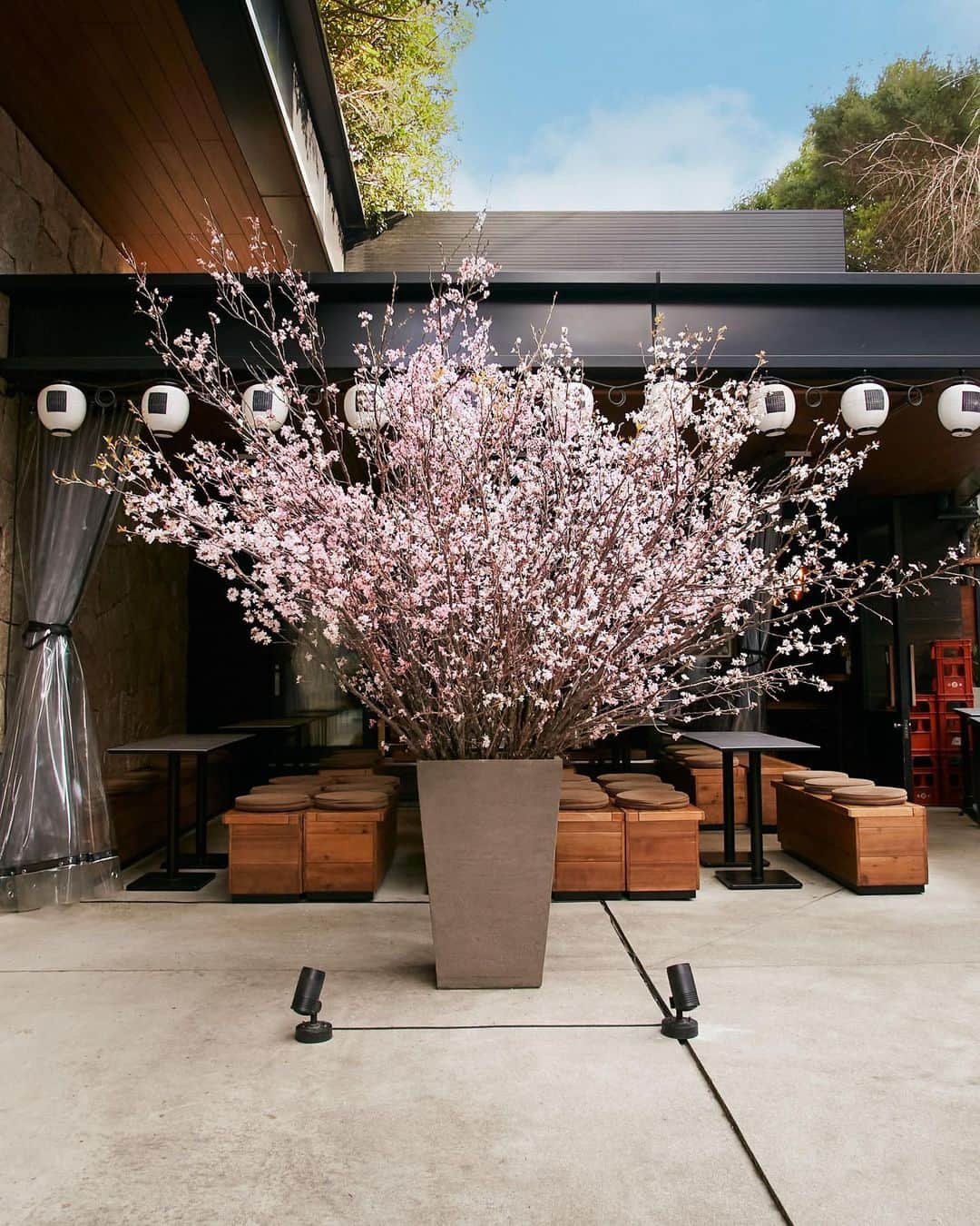 TRUNK(HOTEL)さんのインスタグラム写真 - (TRUNK(HOTEL)Instagram)「Each season has its own grace, but the earth laughs when flowers are colorful.  #trunk #trunkhotel #socializing #hotel #tokyo #jingumae #harajuku #kushi #spring #cherryblossom #桜 #串」3月19日 18時59分 - trunkhotel_catstreet