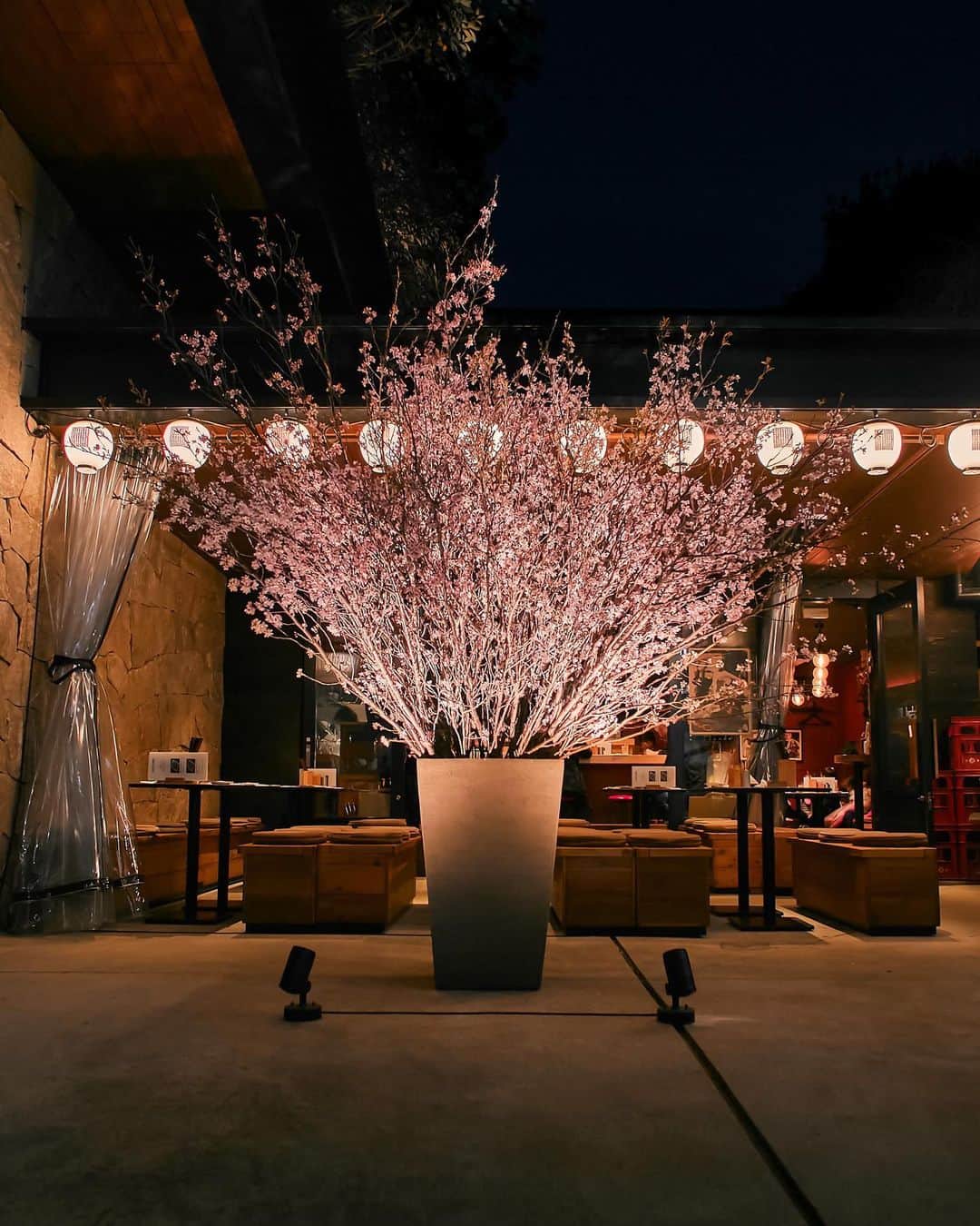 TRUNK(HOTEL)のインスタグラム：「Each season has its own grace, but the earth laughs when flowers are colorful.  #trunk #trunkhotel #socializing #hotel #tokyo #jingumae #harajuku #kushi #spring #cherryblossom #桜 #串」