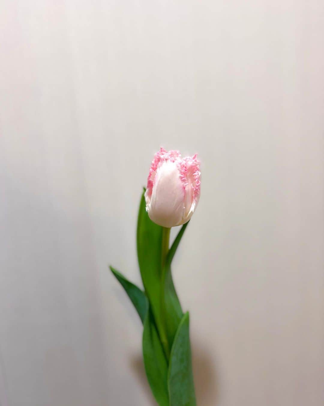 白石みずほさんのインスタグラム写真 - (白石みずほInstagram)「__ チューリップ飾りたいなあと思って フリンジ咲きの可愛いチューリップさんを 持ち帰ってきた🌷🌷💓  ファンシーフリルっていうんだって😆 花言葉は【誠実な愛】とか【思いやり】❤︎  かわいい〜💐  #チューリップ #ファンシーフリル #花言葉」3月19日 19時32分 - mizuhoshiraishi