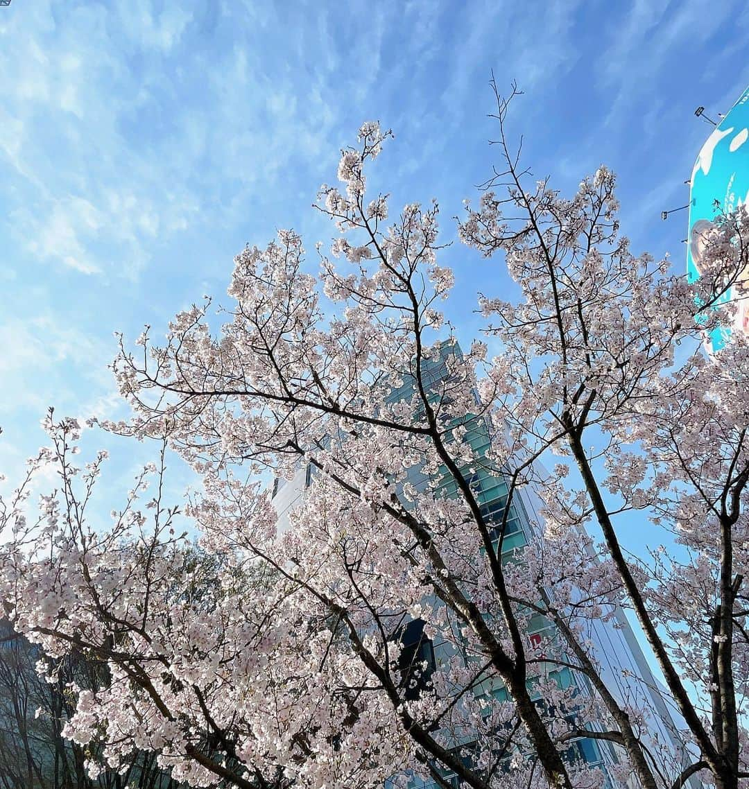 遠山裕介のインスタグラム：「春だね🌸」