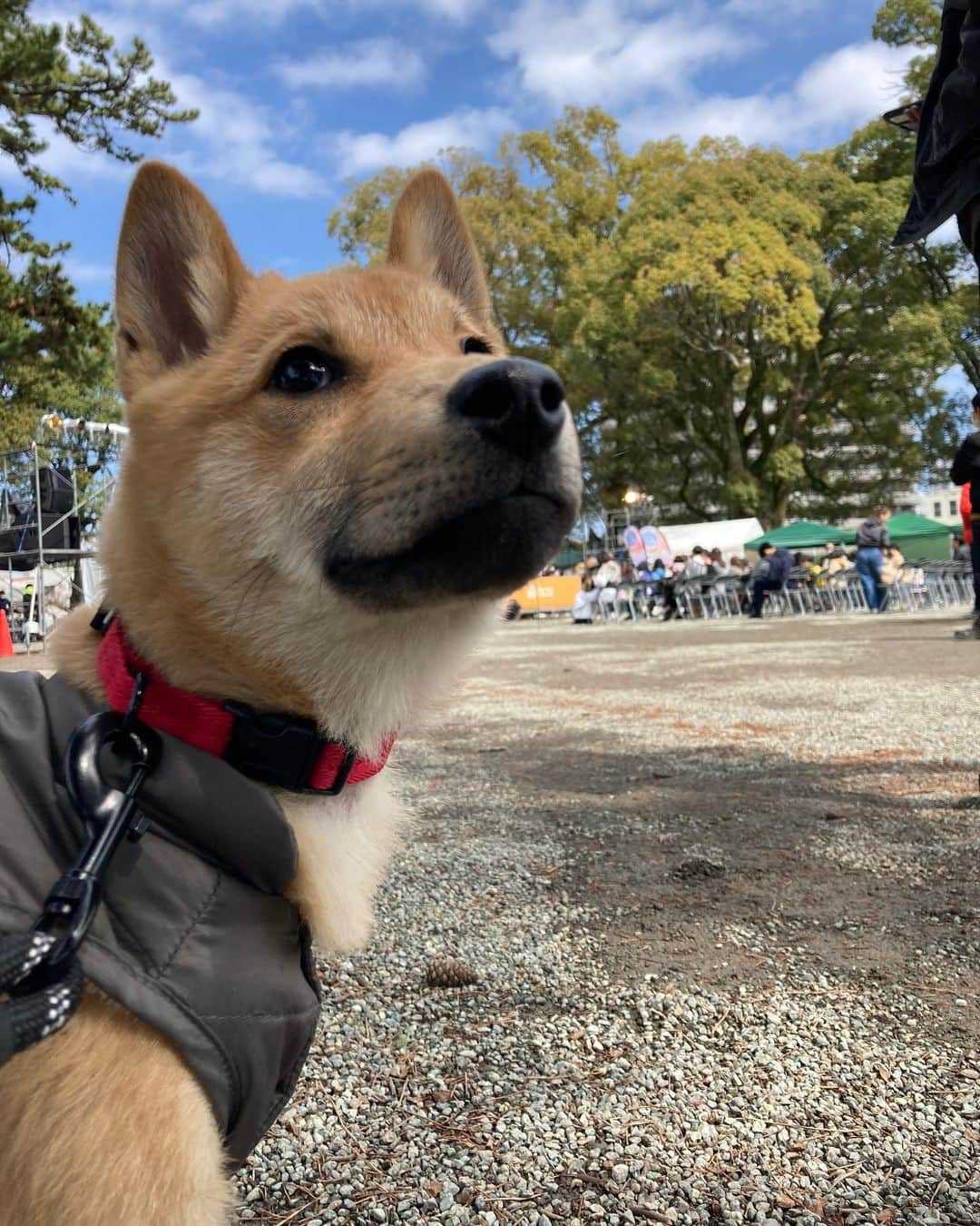 ねりお弘晃のインスタグラム：「⠀ ⠀ 混合ワクチン3回目🐶💉  1ヶ月後に狂犬病打ってとりあえず一旦ワクチンは終わり！🥲  接種後、御幸の浜と小田原城散歩してきました🐕  まだ荒ぶる時ありますが、リーダーウォークも安定してる時間が多くなりつつあります😌  他のワンちゃんには全く慣れてないので、どうにかしないと。。。👼  #山陰柴犬 #saninshibainu #柴犬 #shibainu #shibainupuppy  #puppy #shibainustagram #柴犬のいる暮らし #犬 #犬のいる暮らし #小田原 #箱根 #田舎暮らし #犬のしつけ #子犬のしつけ #犬スタグラム #犬ばか部 #ワクチン #混合ワクチン #混合ワクチン10種 #狂犬病 #狂犬病予防接種 #esports #odawara #小田原城 #御幸の浜」