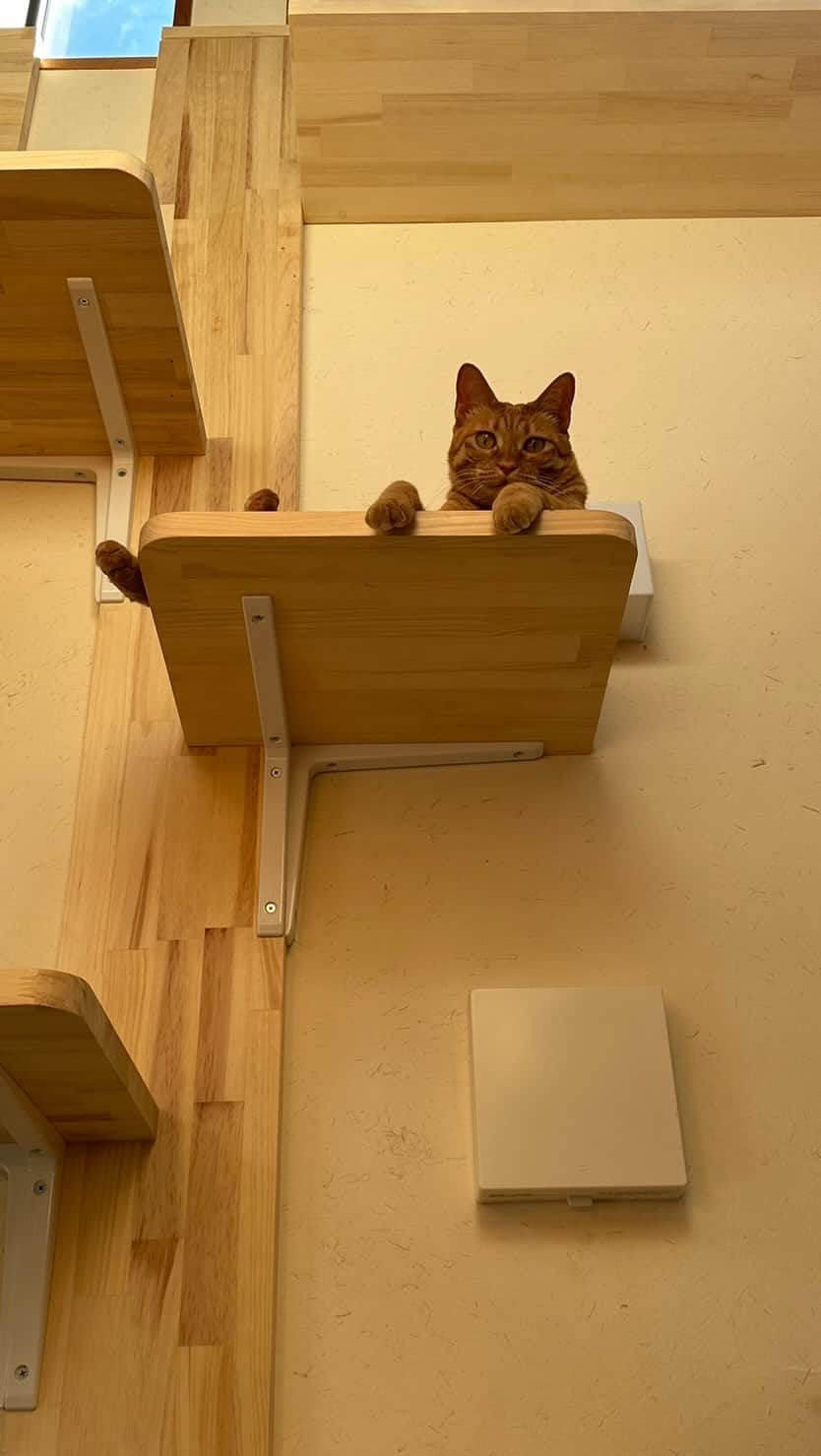 篠原信一のインスタグラム：「キャットターワーを設置してから❗️約2ヶ月でやっと登頂した😭 ありがとうチャコちゃん❣️ #茶トラ猫 #ねこ #cat  #保護猫  #キャットターワー  #登頂  #ありがとう」