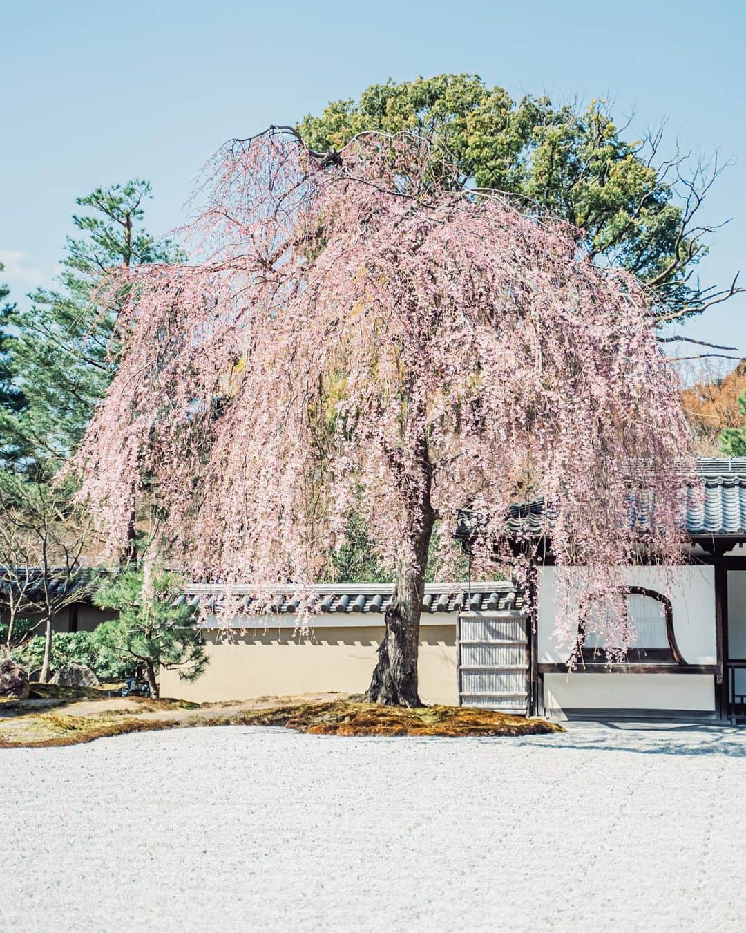 Sonoda COO Yukiyaさんのインスタグラム写真 - (Sonoda COO YukiyaInstagram)「@coo_travelphoto ← Spring Kyoto has just begun 😊 #Kyoto #kyotojapan #kyototrip #kyototravel」3月19日 19時45分 - coo_travelphoto