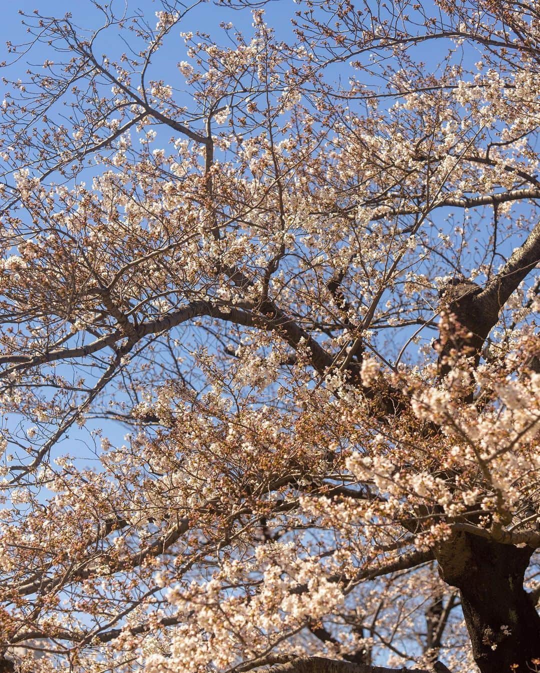 川原亜矢子さんのインスタグラム写真 - (川原亜矢子Instagram)「桜を探しに #tokyo #dog #frenchbulldog #sundayfunday #cherryblossom #フレブル #お散歩 #bioshowerdogs」3月19日 19時54分 - ayakokawahara