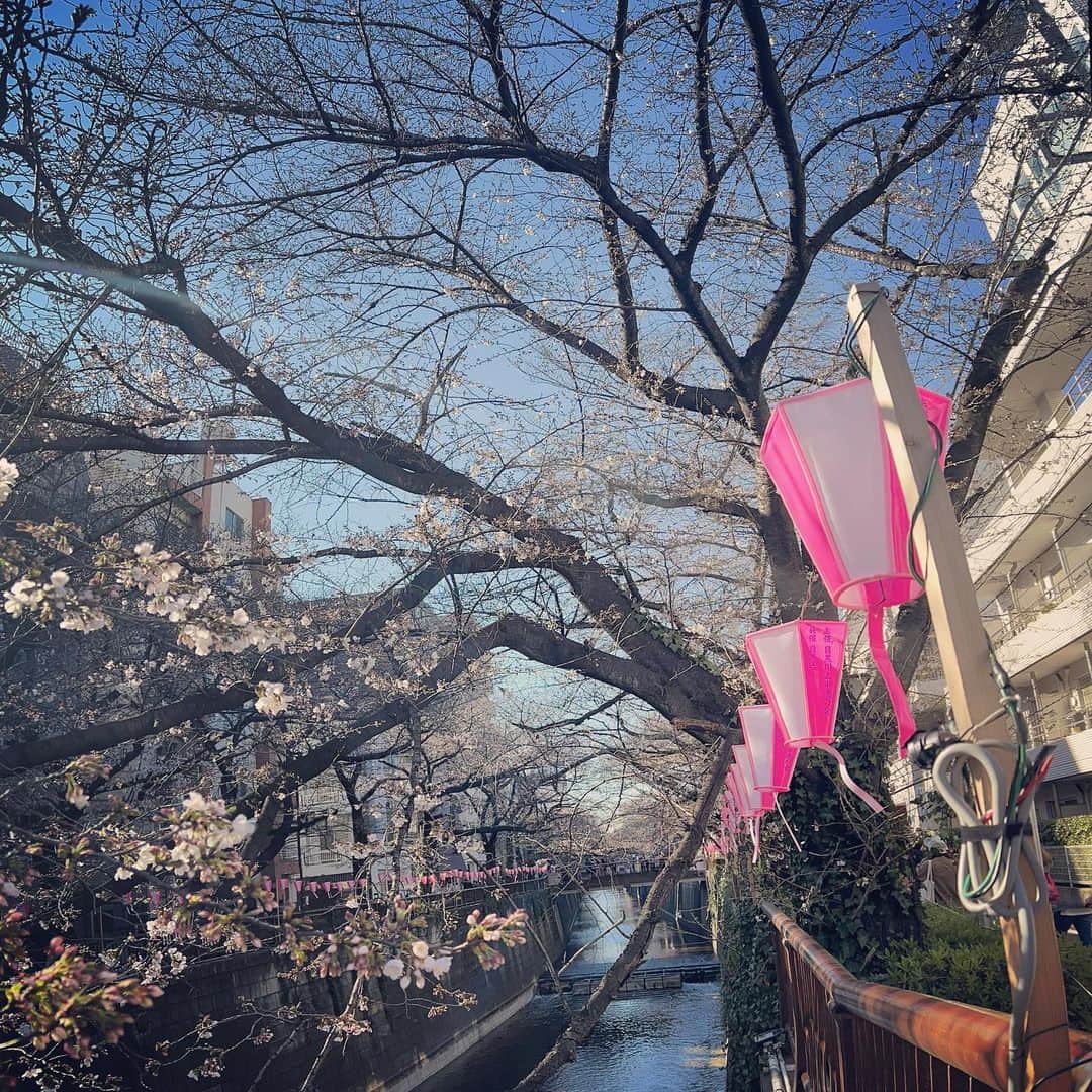 溝渕雄志のインスタグラム：「' Cherry blossoms do not bloom for a day  #Rome」