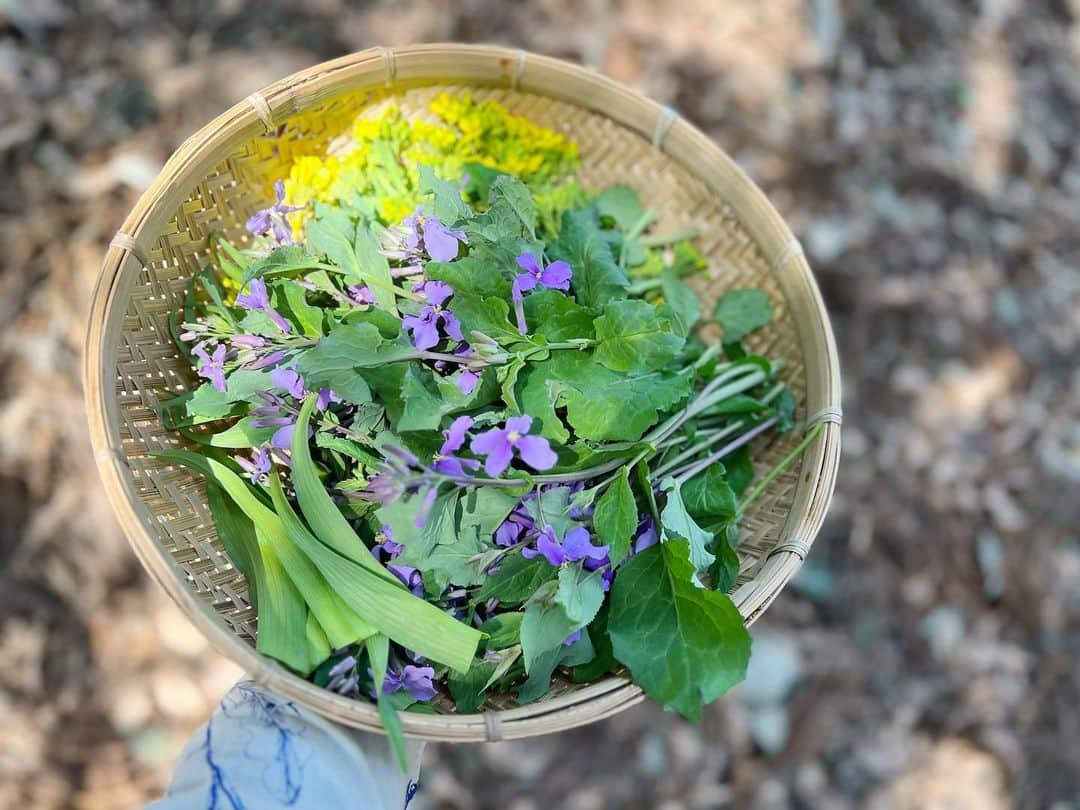 nonさんのインスタグラム写真 - (nonInstagram)「毎日草か花食べてる　  菜花、花大根、カンゾウ、ヨモギ、フキノトウ  散歩のたびに摘んで 春は楽しい＆ それだけでもごはんがなんとかなる  菜花は今はまだ柔らかいから 生でも美味しいし 油で炒めても美味しい  花大根は茎も葉も花もサラダに  カンゾウやヨモギやフキノトウは茹でたり 粉と混ぜて天ぷらやチヂミにしたり  先日のvoicyでも そんな食べられる草花の話しをしましたので  よかったら聴いてみてください🌼  voicy、今夜 プレミアム放送をする予定です  昨日は 花種さんの通うシュタイナー学園で「成長の記録」を親がもらう日でした  成績表もテストもない シュタイナー学校で、 子どもの1年間の学び•成長を 担任の先生をはじめ、 授業を受け持ってくれた先生方が一人ひとりに書いてくれる冊子です  5年生までは 親だけが見るものだったけれど 6年生からは子ども本人も、見ることができます  子ども自身も見る「成長の記録」は、 娘に語りかけるような 娘の背中に優しく触れて、でも決して押すことはない  押されなくても、あなたの力で進めるよって  手を添えてくれているような、そんな感じがする言葉たちの連なりでした  感動しました  誰でも 好きなこと得意なこと、苦手なこと難しいことがある  がんばれることも なまけることもある  一人ひとりちがうその子のペースを見守りながら 「あなたならできるよ」って 信じてくれる人たちがそばにいることは  きっと娘が自分自身を信じていく力になっているんだな、 ほんとうに幸せだな、と思いました  そんなあたりの話しを今夜はしようと思っています  シュタイナー教育や オルタナティブ教育に興味あるなーって人もよければぜひ 📻  #家族と一年商店 #エシカルライフ #voicy #シュタイナー教育」3月19日 12時46分 - non19841120