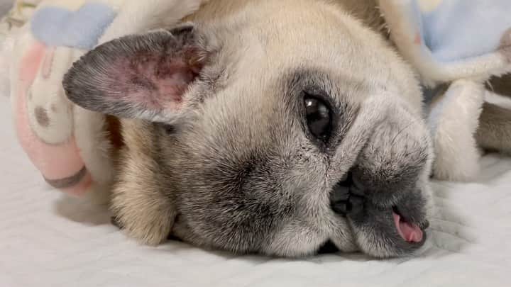 八兵衛のインスタグラム：「Hachibei 😴 Mar19,2023 * *  #ほぼ黒パグ #おじいちゃん犬 #16歳6か月  #pug #puggy #puglife #puglove #petstagram #pugstagram #pugsofinstagram #pugs #dog #八兵衛 #はちべえ」