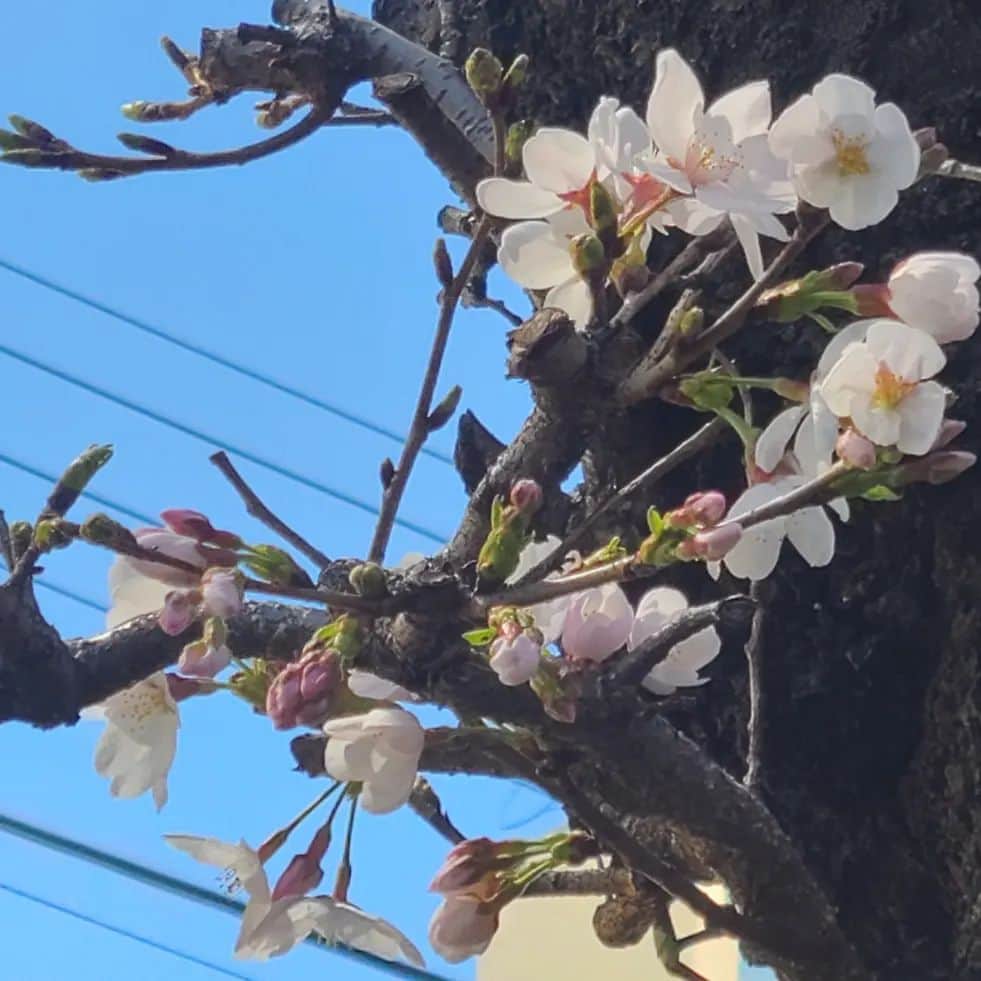 桂團治郎のインスタグラム：「家の近くにある桜、しっかり咲いてました‼️⁡ ⁡⁡春ですね！⁡ ⁡⁡ ⁡ポカポカ陽気で外に出たいなと思うでしょうが、動楽亭は14時から開演です。⁡ ⁡⁡ ⁡是非お越しくださいませ(:D)┓」