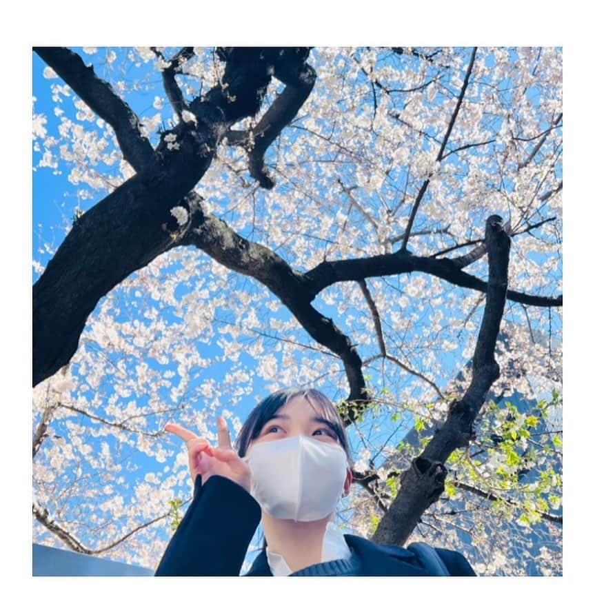 増井湖々のインスタグラム：「. もう春だな〜🌸 みなさんは桜見ましたか？👀 #桜  #春」