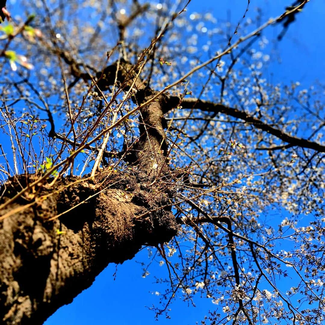 徳山秀典さんのインスタグラム写真 - (徳山秀典Instagram)「SAKURA 　桜　  これから満開まであと数日かな。 でも天気予報ずっと雨なんだよね。」3月19日 14時28分 - hidenoritokuyama