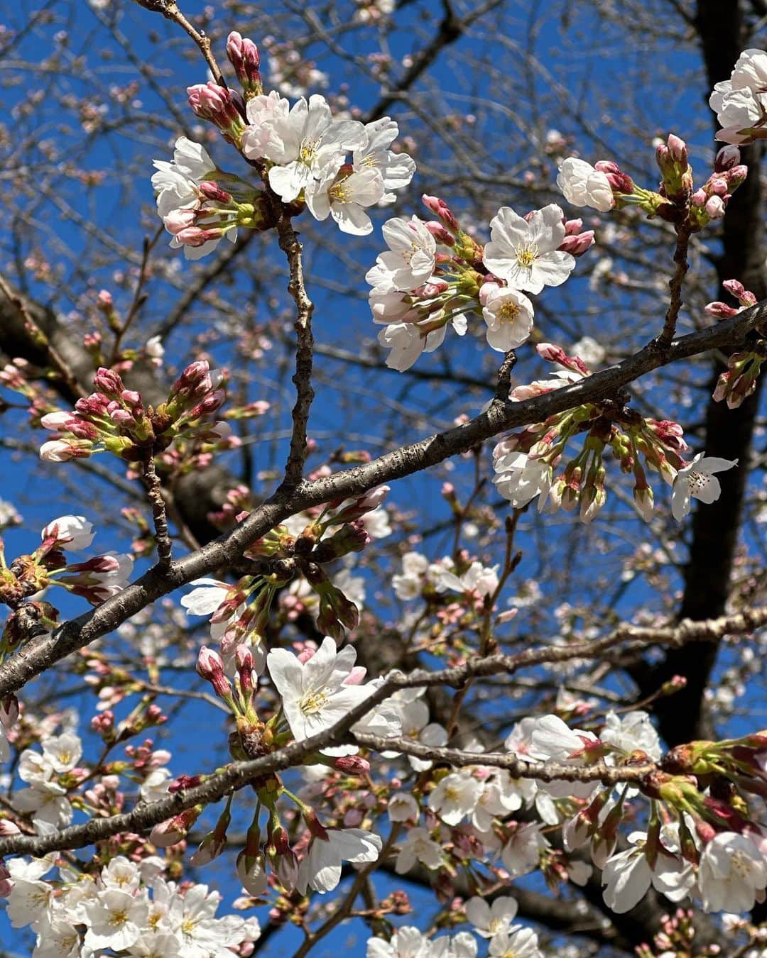 滝川その美のインスタグラム：「桜が🌸  昨日の雨は残念だったけど今日は公園日和」