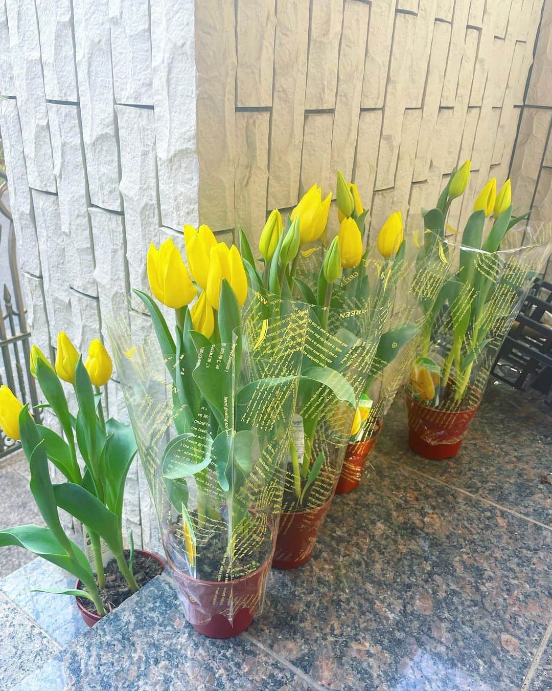 藤本恵理子のインスタグラム：「Spring is almost there! It’s my daughter’s job to water tulip and strawberry🌷🍓  春はもうすぐそこ。 娘と一緒にチューリップとイチゴを植えました。  チューリップがたくさん届いてお花屋さんみたいになってしまったので娘のお友達にもおすそわけ🌷  #spring #tulip #flower #strawberry #plant #春　#チューリップ　#花　#いちご #苺」