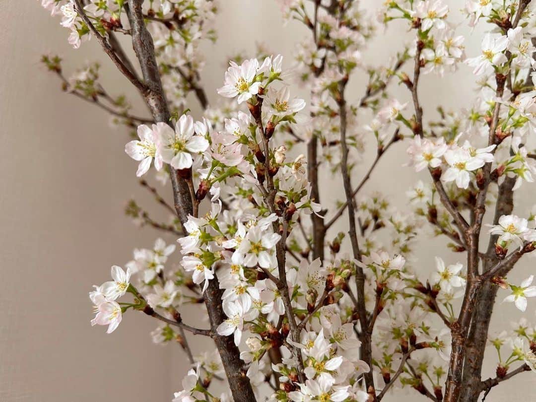 河中あいさんのインスタグラム写真 - (河中あいInstagram)「我が家の桜も開いてきたよ🤗🌸 かわちい♡ (↑最近知った言葉。笑)  #桜」3月19日 15時41分 - aikawanaka_