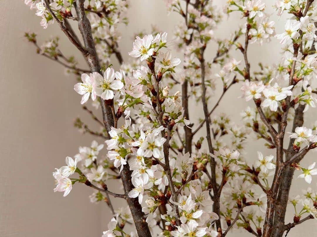 河中あいのインスタグラム：「我が家の桜も開いてきたよ🤗🌸 かわちい♡ (↑最近知った言葉。笑)  #桜」