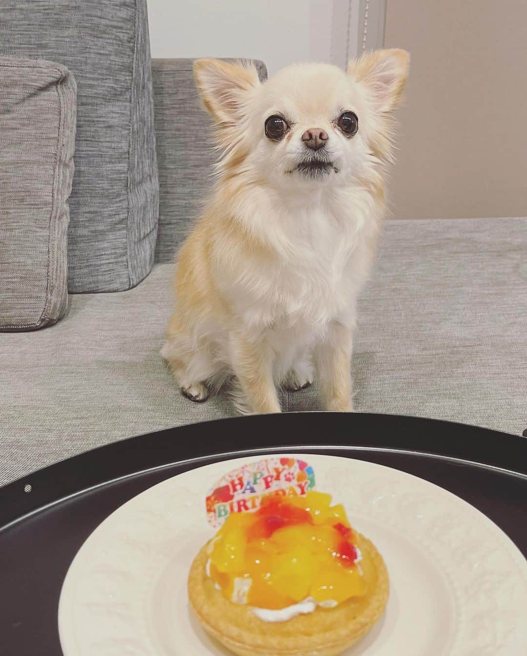 本田朋子さんのインスタグラム写真 - (本田朋子Instagram)「先日は、ナナちゃんの8歳のお誕生日でした。 今年のプレゼントは、おやつを探しながら遊べるおもちゃ。 早食い防止にもなるようなので、ピッタリ。 最近、胃の調子が良くなさそうだったので、食べさせ過ぎに気をつけたり、エイジングケアのフードに変えたりと、年齢に合わせた対策を取っています。 でも、全力ダッシュはまだまだ負けてないね！ 暖かくなったから、沢山お散歩行こうね。  #いぬすたぐらむ  #チワワ #誕生日 #8歳」3月19日 15時52分 - tomoko_honda_official_phonics