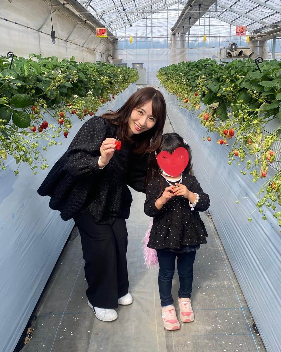 吉田早織のインスタグラム：「・ 今年もいちご狩り🍓 ⁡ ⁡ 実家の近くにいちご農園があるので毎年恒例👧🏻 ⁡ ⁡ 行ったのは1ヶ月前で、まだ赤いいちごが少なめだったけど娘は大満足🙌 ⁡ ⁡ ⁡ ⁡ ⁡ #いちご狩り #ohga #yori_japan」