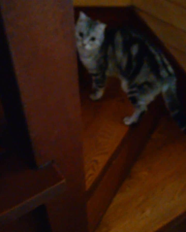 Miaouのインスタグラム：「最近、私のご飯と一緒に食べる様になったてきた、アリスのオヤツ。 そのうち、まん丸さんになりようだ。  #猫部屋 #みゃう#miaou #みゃうの猫日記 #猫 #みゃうの保護猫」
