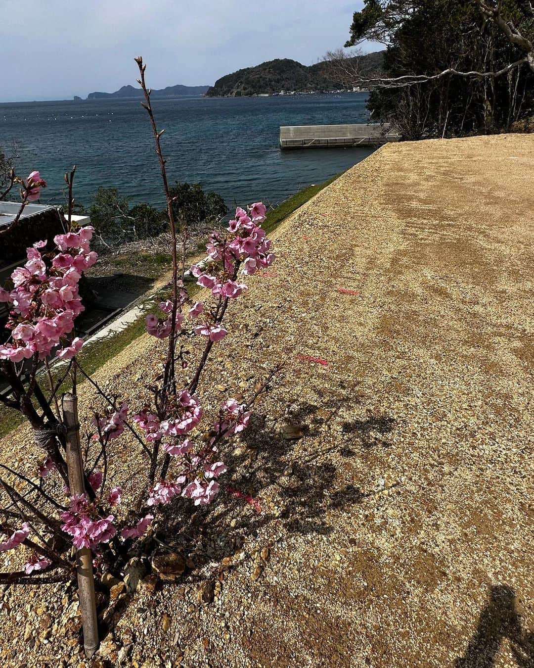 Utsuさんさんのインスタグラム写真 - (UtsuさんInstagram)「気温も上がってきたので、クラピア80株を植えました。山から削り出した強固な土壌は手強かった。植え付けに5時間かかった。来年には全面被覆するかな。思い描いたモノが形になってきた。今年はココでキャンプでもしようかな🏕 #室手海岸 #愛媛県愛南町 #クラピア」3月19日 16時34分 - 3utsu