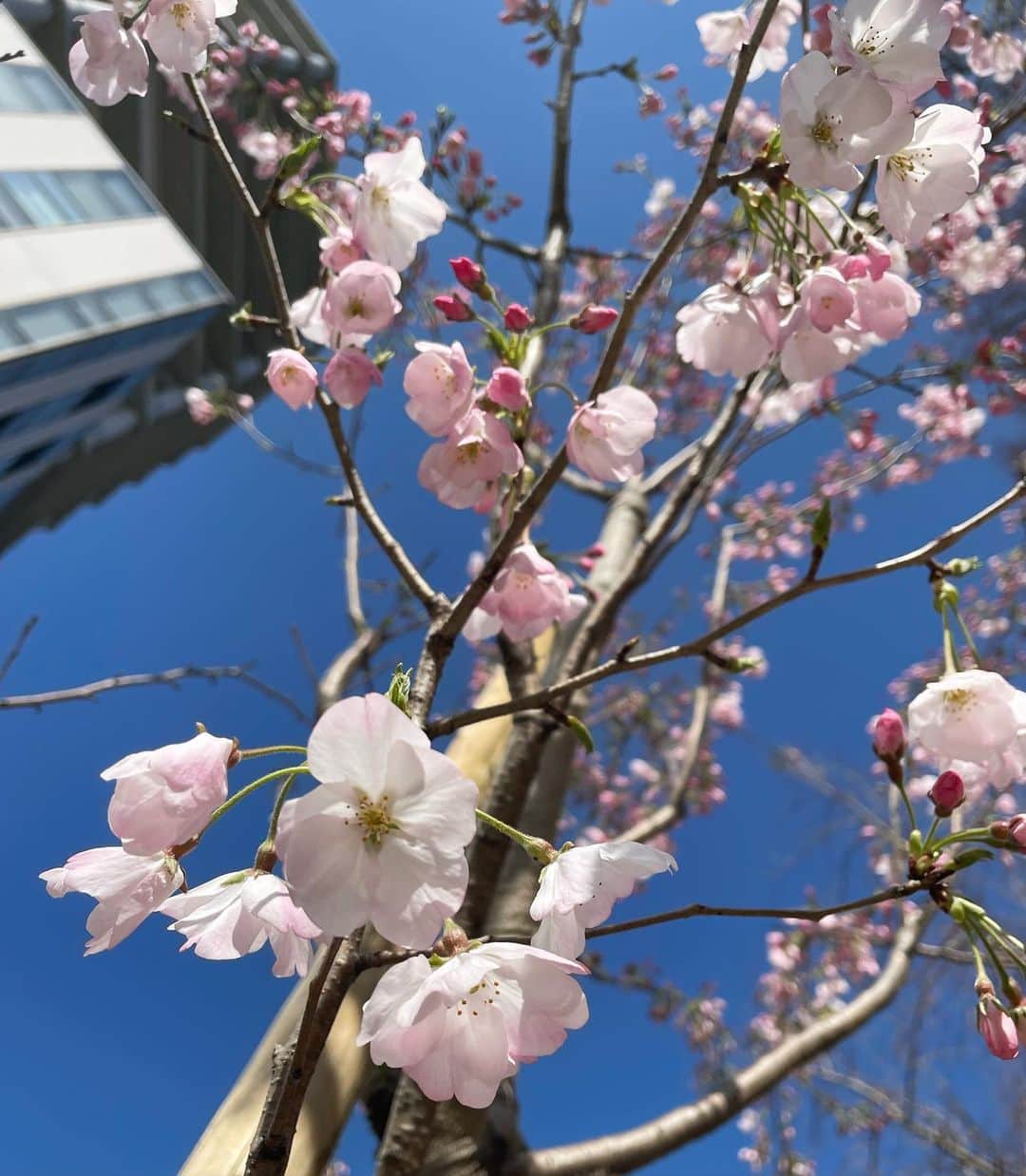 Yuuさんのインスタグラム写真 - (YuuInstagram)「♡ お散歩途中 せっかちな桜の木が一本だけ五分咲き  ソメイヨシノは🌸 色づく蕾も少しだけでした  春はそこまで🌸 I can’t wait for spring   #桜 #さくら」3月19日 17時04分 - yuu_yuu_rin_rin