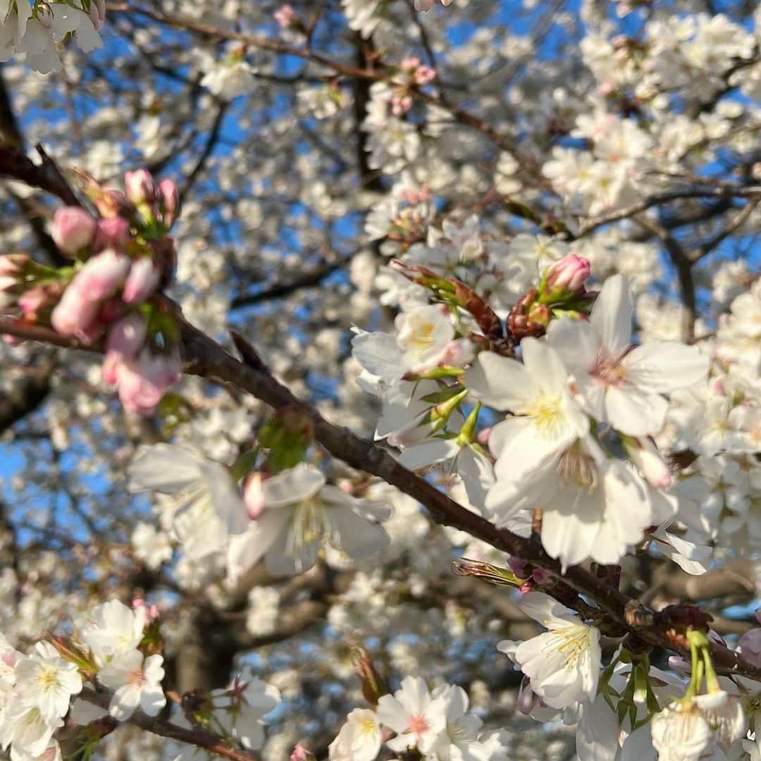 金田久美子さんのインスタグラム写真 - (金田久美子Instagram)「今日は天気もいいし、春だし、無性に走りたくなってゆる〜くランしてきた♪ #春だしね🌸  #つくしんぼ  #さくら #sakura」3月19日 17時15分 - kumiko_kaneda