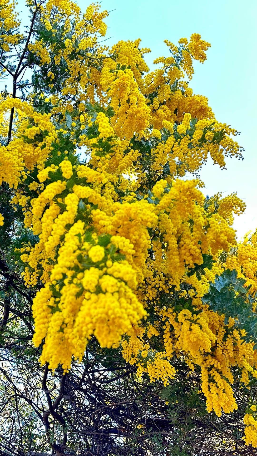 エミ ペインのインスタグラム：「私の自慢のミモザ💛💛💛 去年よりもっとたわわに花が咲いてる  もう家の敷地からはみ出す勢いで 美しく元気に咲いてる💛💛💛  こんなに大きなミモザ珍しいし 色んな人に見てもらわんともったいない  大きなミモザの木と大きな桜の木があるこの庭 両方咲くとミモザの黄色と桜のピンクが ほんま可愛いの💛💗  来年はこの時期だけでもカフェオープンして この満開のミモザを色んな人に見てもらおう💛  こんな小さな古屋やけどmaison de museと 名付けてます💛  #ミモザ」