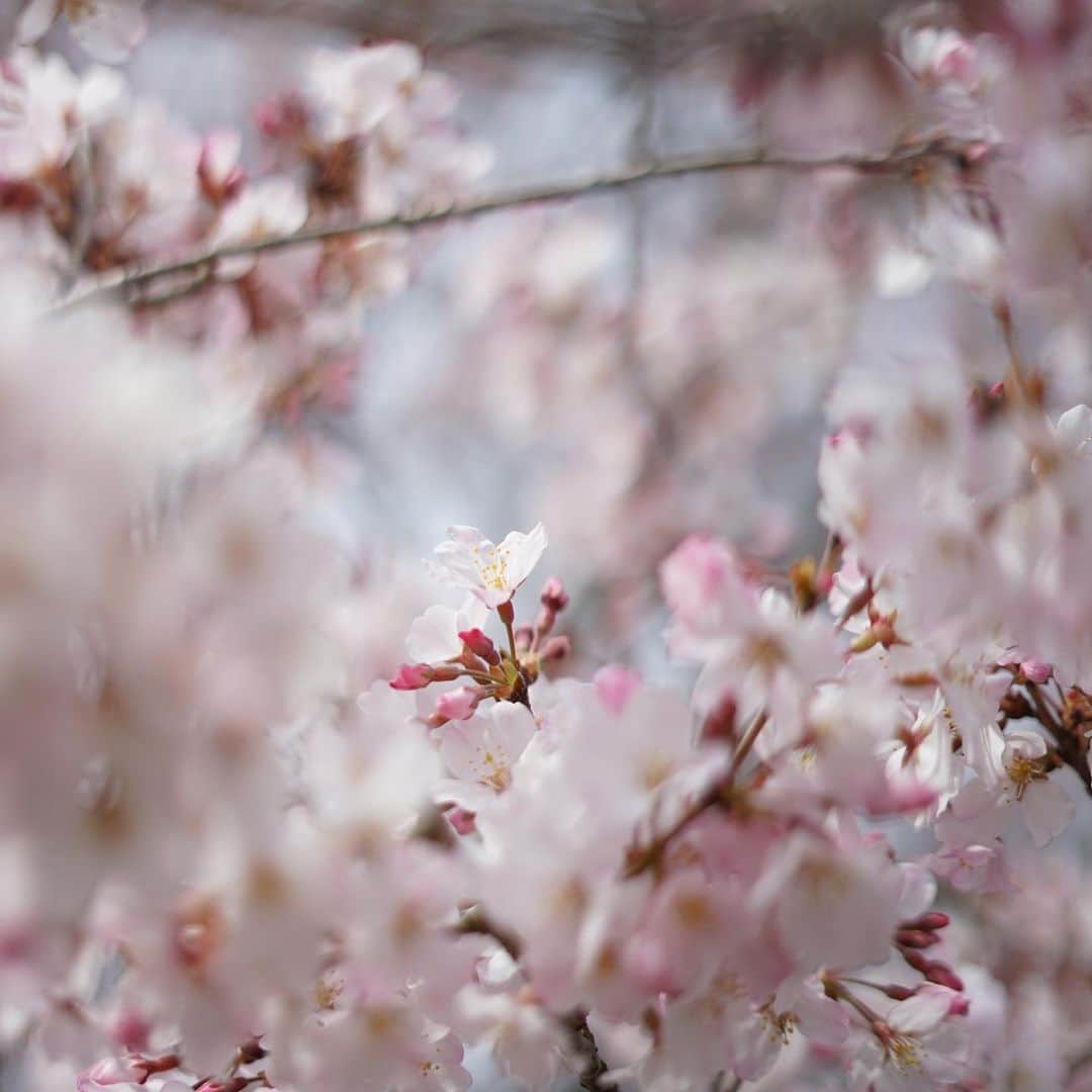 YUKI FUJIWARAさんのインスタグラム写真 - (YUKI FUJIWARAInstagram)「今日の和菓子：徒桜（あだざくら）  世の中にたえて桜のなかりせば  春の心はのどけからまし  今も昔も人の心を 掴んでやまない桜。  儚くも美しい春の情景を 少しでも長く堪能できますように。  徒桜（あだざくら） 散りやすい桜の花のこと。そこから転じて、はかないもののたとえにも使う。  —-  Today's confectionery: Ephemeral Blossoms   If there were no sakura in the world We might be in peace in spring  Cherry blossoms that never cease to capture the hearts of people now and in the past. May you enjoy the ephemeral yet beautiful scene of spring.  【マルシェ出展のお知らせ】  常在寺 八ヶ岳マルシェ 2023にて琥珀糖「花の雲」を販売いたします。八ヶ岳から届く新鮮な食材とともに、和菓子を通して春の情景を味わっていただけたら幸いです。  3月21日（火・祝）春分の日 ​10:00-15:00  雨天決行  東京都世田谷区弦巻1-34-17 常在寺境内にて  ​​＊雨の日は地下庭園にて開催します ​＊１日限りのマルシェです。お誘い合わせの上お越しください ＊地下庭園横にイートインスペースがございます ＊書院にてプチ彩写経を無料でご体験いただけます」3月19日 17時32分 - wagashi_art