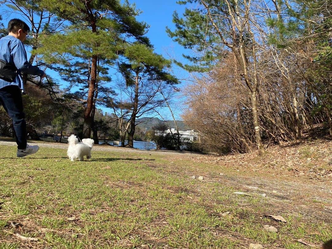 河島あみるさんのインスタグラム写真 - (河島あみるInstagram)「公園デビュー🐶  リロがいなかったら家族で公園なんてもうなかったかも😜 月花がどろんこなりながら、たくさん撮影してくれました！ うまい👍  （さっきの間違えて消しちゃいました💦）  #つきやまきしん #宝ヶ池公園 #京都さんぽ #娘カメラ#犬のいる暮らし  #ポメマル#マルポメ」3月19日 17時36分 - amiru_kawashima