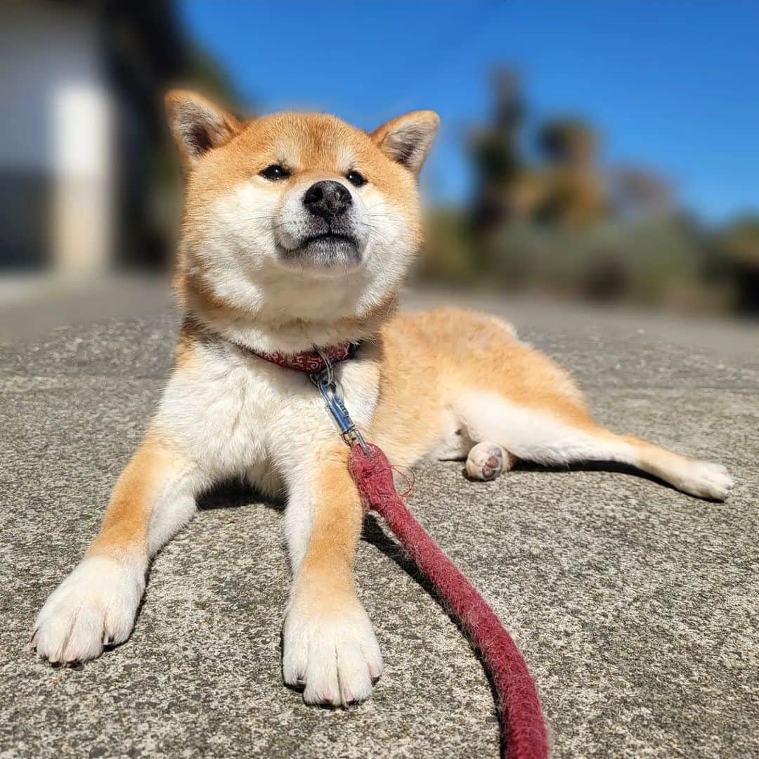 柴犬たま Shibainu Tamaさんのインスタグラム写真 - (柴犬たま Shibainu TamaInstagram)「青空とドヤ顔のコイ坊😎☀️  最後は足を組んで決めポーズ✨ ⠀⠀⠀⠀⠀⠀ Caption trans🇬🇧⠀⠀⠀⠀⠀⠀ Koi with a blue sky and a smug look on his face😎☀️ At the end, he crosses his legs in a cool pose✨ ⠀⠀ #たま家族 #柴犬コイ #日向ぼっこ #日光浴 #ドヤ顔 #舌ぺろ #ふわもこ #青空 #たま空シリーズ #足クロス #決めポーズ #余裕の表情 #柴犬 #shiba #shibainu #shibastagram #犬 #dog」3月19日 17時45分 - tama7653