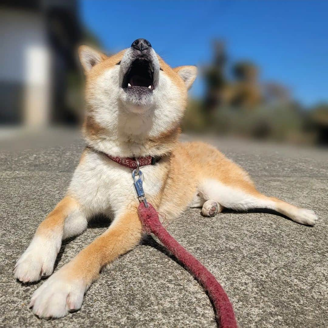 柴犬たま Shibainu Tamaさんのインスタグラム写真 - (柴犬たま Shibainu TamaInstagram)「青空とドヤ顔のコイ坊😎☀️  最後は足を組んで決めポーズ✨ ⠀⠀⠀⠀⠀⠀ Caption trans🇬🇧⠀⠀⠀⠀⠀⠀ Koi with a blue sky and a smug look on his face😎☀️ At the end, he crosses his legs in a cool pose✨ ⠀⠀ #たま家族 #柴犬コイ #日向ぼっこ #日光浴 #ドヤ顔 #舌ぺろ #ふわもこ #青空 #たま空シリーズ #足クロス #決めポーズ #余裕の表情 #柴犬 #shiba #shibainu #shibastagram #犬 #dog」3月19日 17時45分 - tama7653