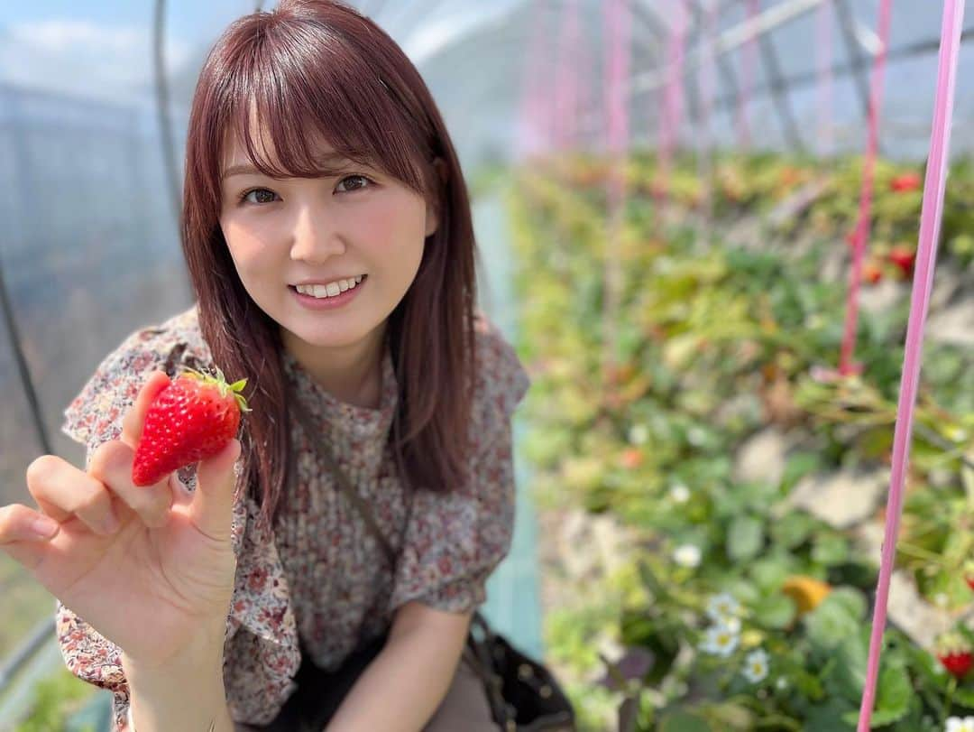 垣内麻里亜さんのインスタグラム写真 - (垣内麻里亜Instagram)「. ことし初いちご狩り🍓 今シーズンはこの1回だけかな😢 39個食べました！サンキュー！」3月19日 18時03分 - kakiuchi_maria