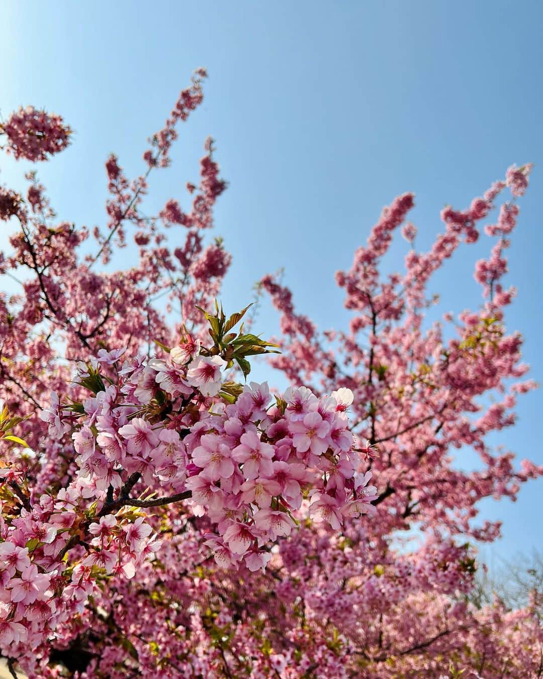 熊井友理奈のインスタグラム：「_  🌸🌸🌸  春だからか最近珍しくピンクに目がいく🫢💗」
