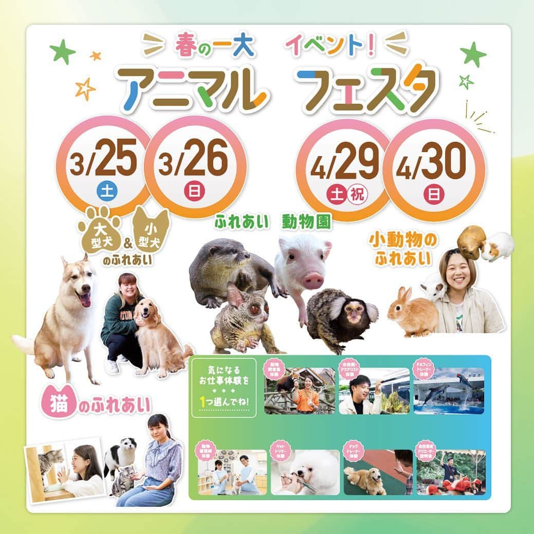 【公式】福岡ECO動物海洋専門学校のインスタグラム：「3/25.26（土.日）は春の一大イベント！ アニマルフェスタを開催します👏👏 沢山の珍しい動物がやってきます☺️✨　 是非友達やご家族とご参加下さい😊  ご予約される方はホームページから是非ご予約下さい❗️  #福岡eco動物海洋専門学校 #福岡eco #大型犬 #小型犬 #猫 #小動物 #珍しい #オープンキャンパス #お仕事体験 #イベント」