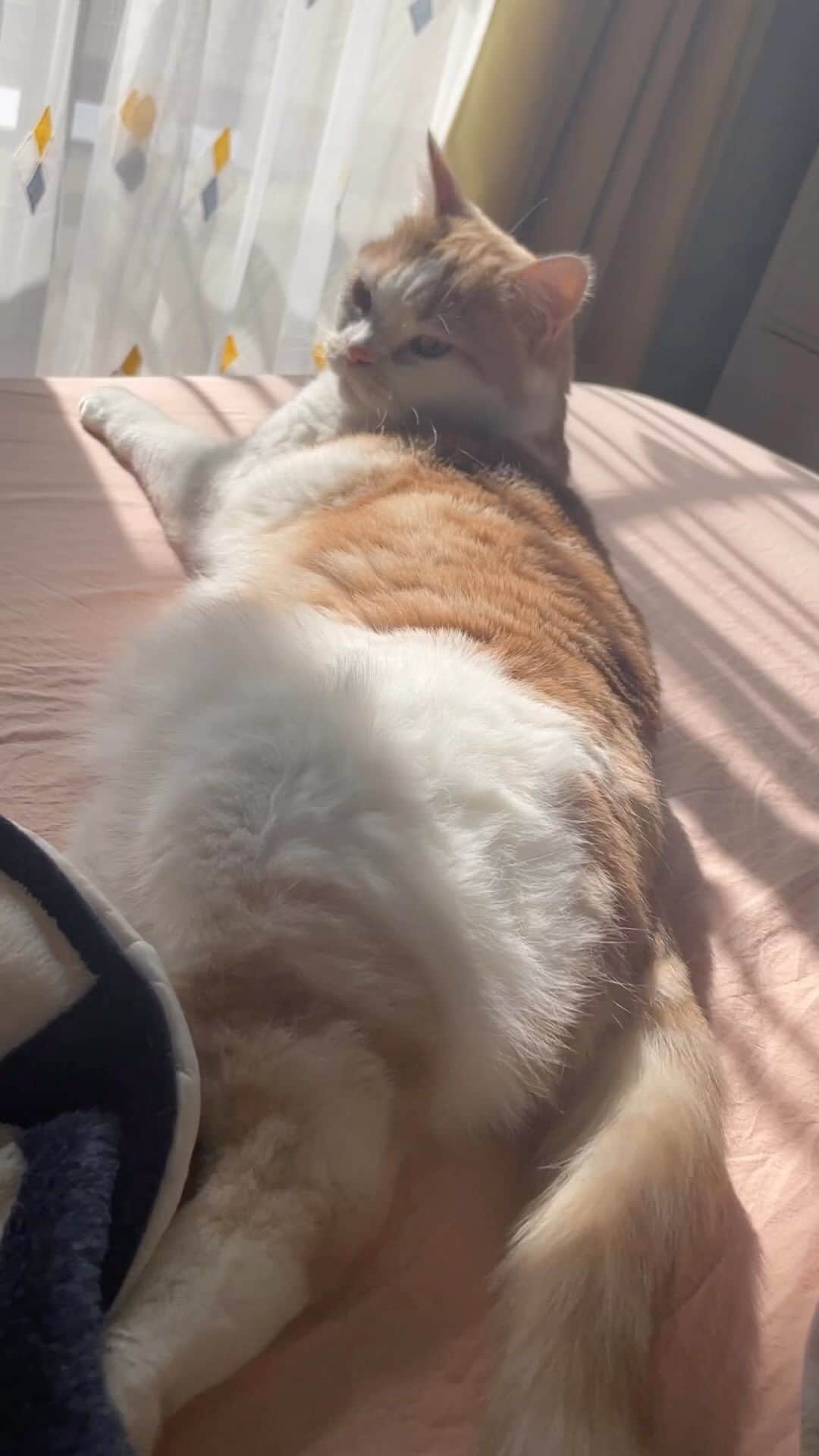 にゃんすくんのインスタグラム：「かわいいおちり🍑」
