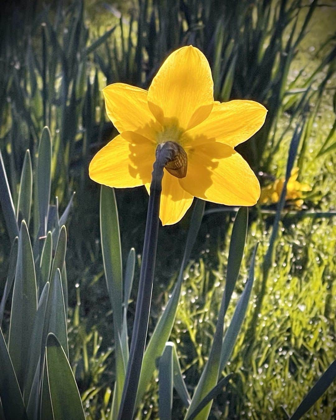 リアム・カニンガムさんのインスタグラム写真 - (リアム・カニンガムInstagram)「Spring has sprung!」2月23日 18時34分 - liamcunningham1